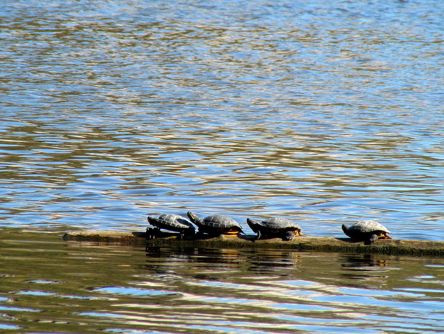 Four On A Log Photograph by Eva Kondzialkiewicz - Fine Art America