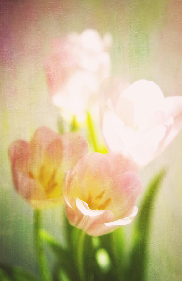 Four Pink Tulips Photograph by James Bethanis
