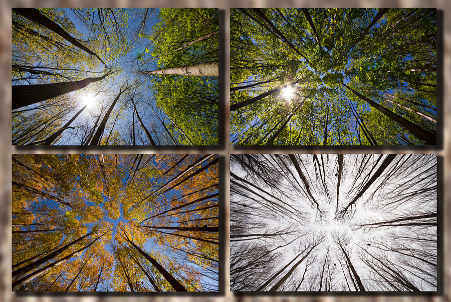Four seasons forest Photograph by Mircea Costina Photography