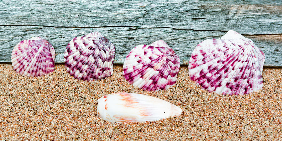 Shell Photograph - Four Shells by Dave Hahn