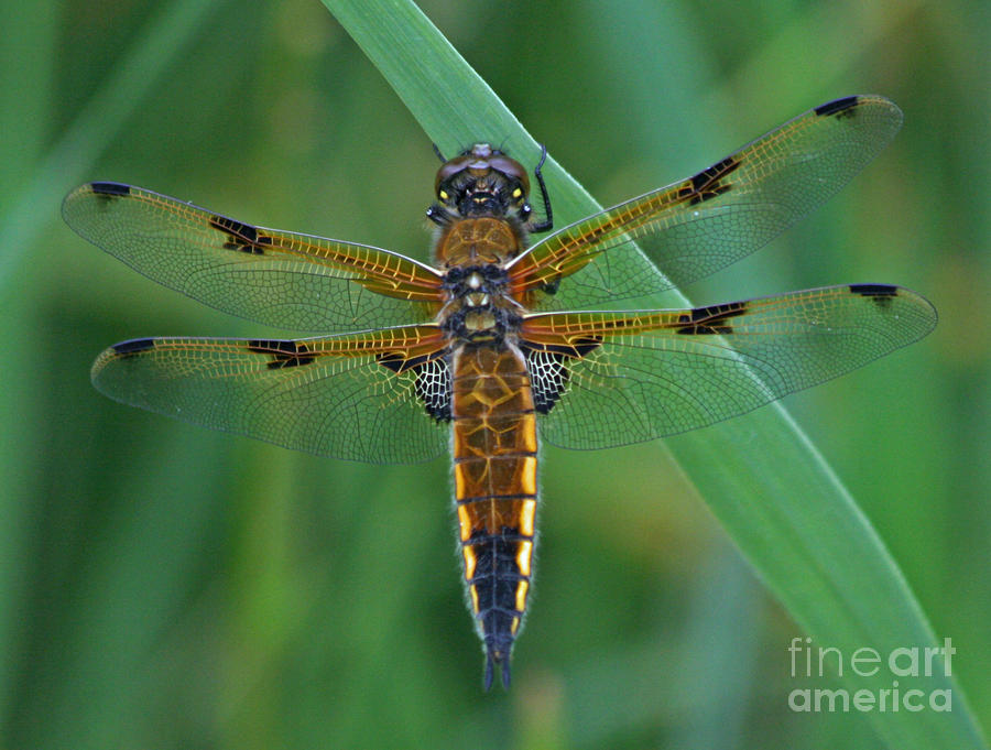 Four Spotted Chaser Dragonfly Photograph By Ruth Hallam Pixels
