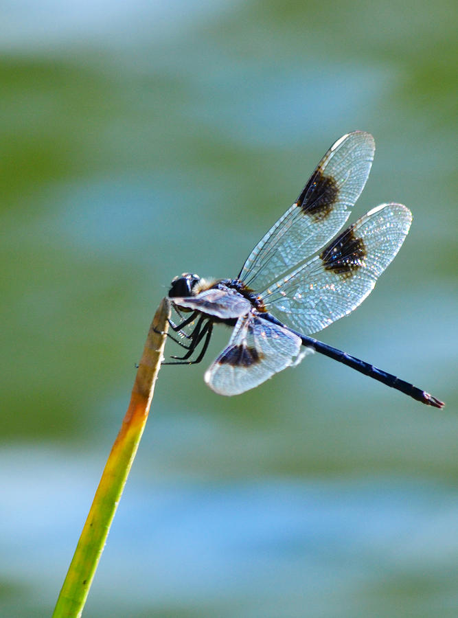 Nature Photograph - Four Spotted Pennant  by Melanie Moraga