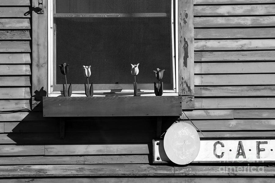 Four Tulips Cafe Bw Photograph