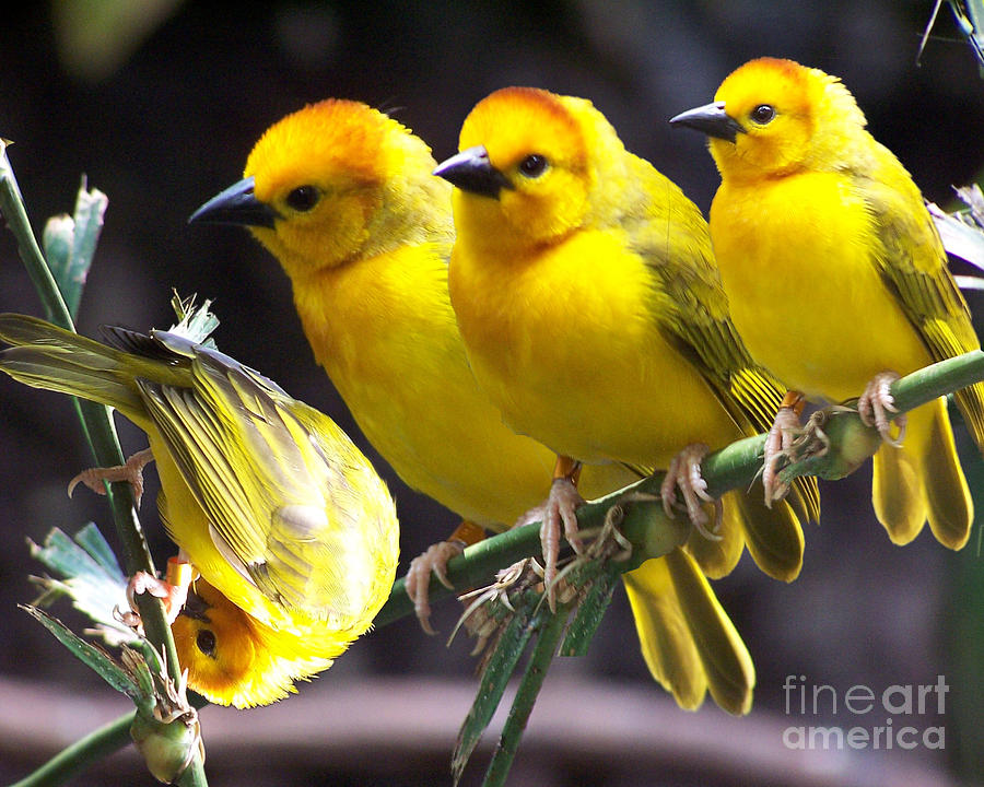 Bird Photograph - Four Tweets by Anne Ferguson