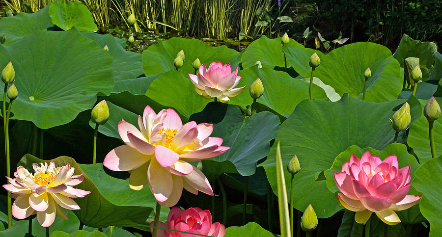 Fourth Of July Lotus Pond view C Photograph by Byron Varvarigos