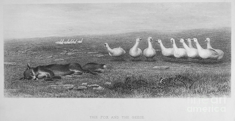 FOX & GEESE, 19th CENTURY Photograph by Granger