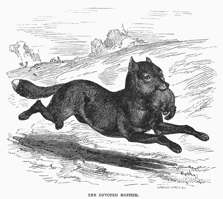 Fox & Pup, 1866 Photograph by Granger