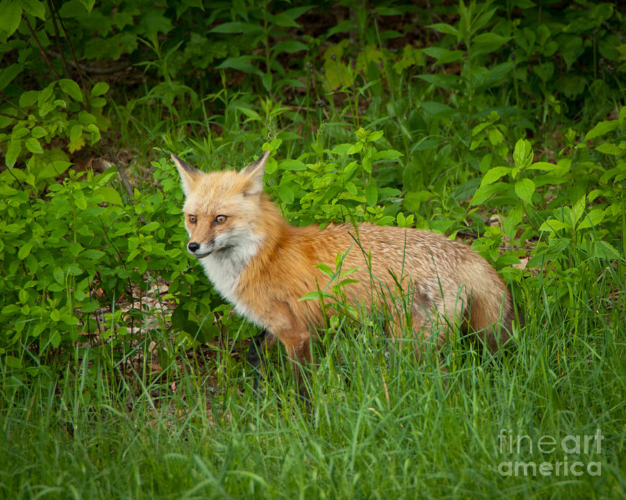 Fox Photograph by Alana Ranney
