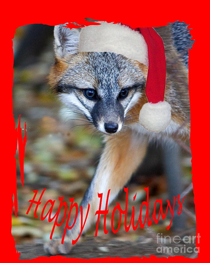 Fox Happy Holiday 2 Photograph By Lloyd Alexander