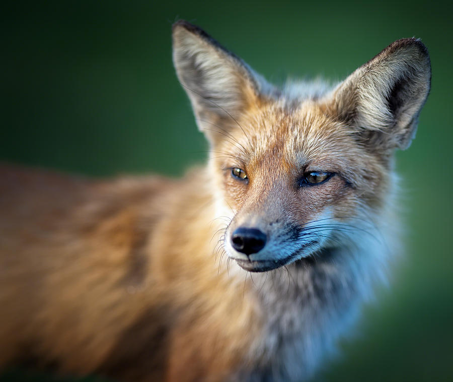 Fox Photograph by Melissa Connors | Fine Art America