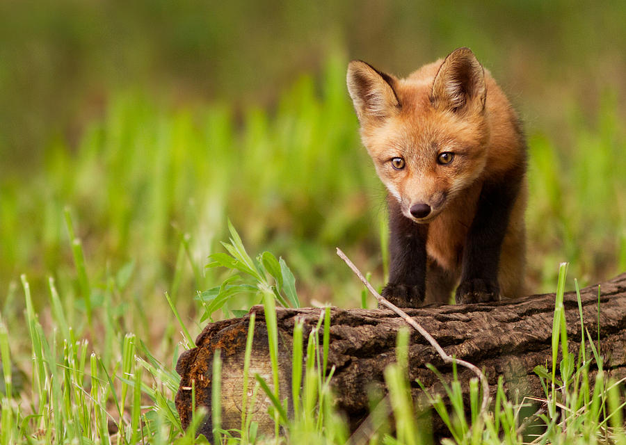 Fox pup Photograph by Mircea Costina Photography