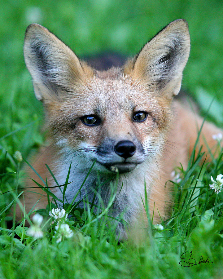 Nature Photograph - Fox by Sarah  Lalonde