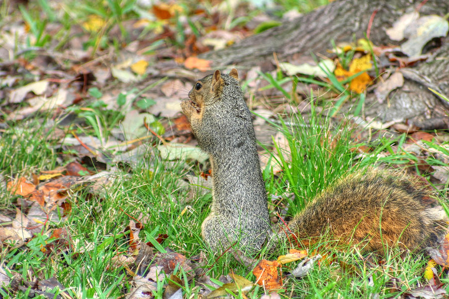 Fox Squirrel Eating Nut Photograph by Ester McGuire