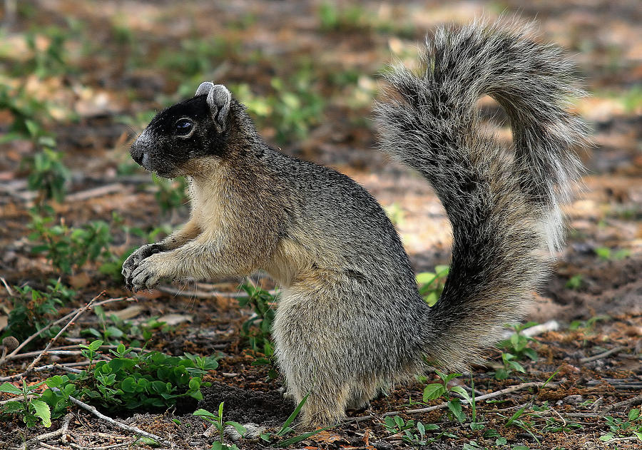 Fox Squirrel Photograph By Ira Runyan   Fox Squirrel Ira Runyan 