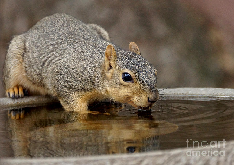 Nature Photograph - Fox Squirrel by Lori Tordsen
