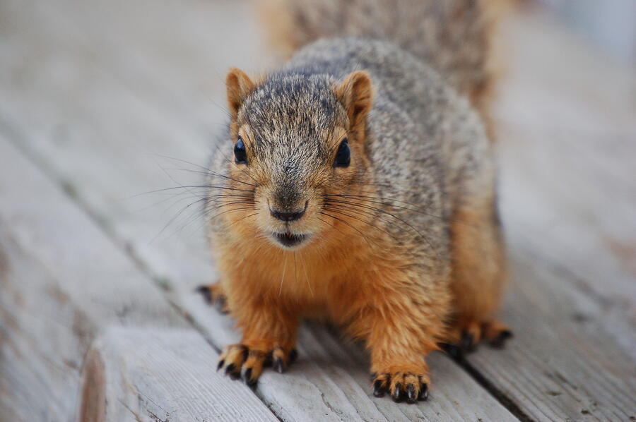 Fox Squirrel Photograph by Randy J Heath