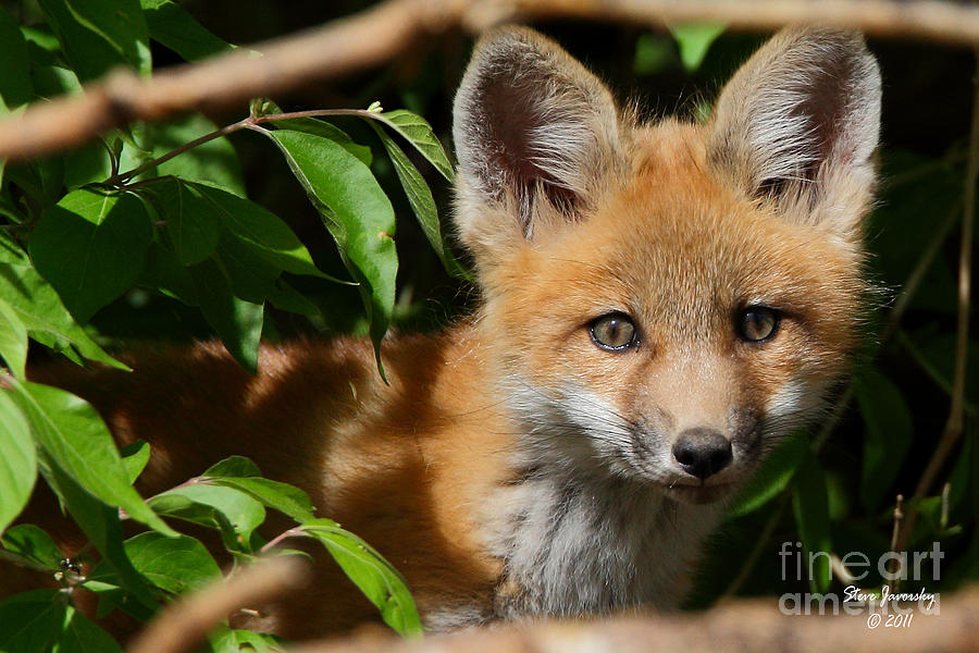 Fox Photograph by Steve Javorsky