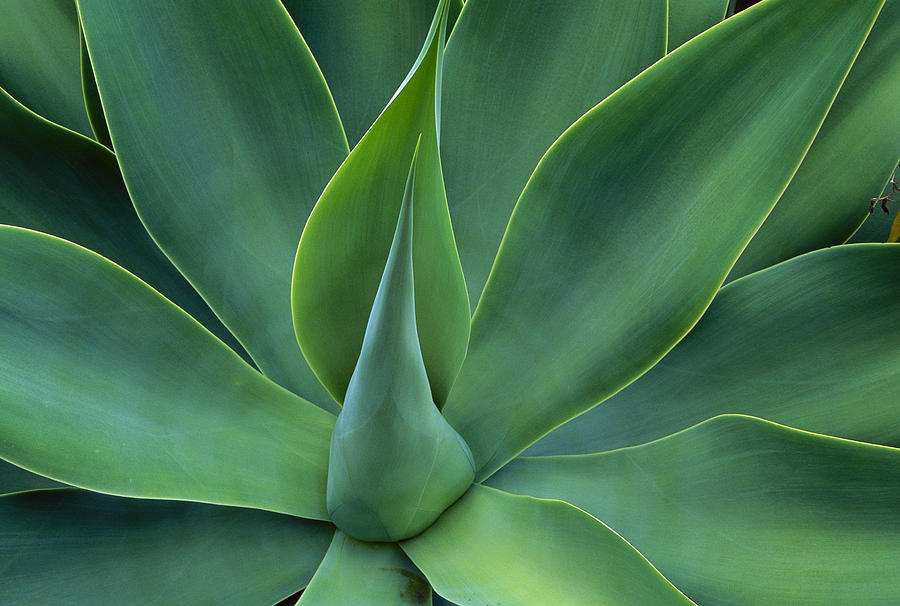 Fox Tail Agave Agave Attenuata Leaves Photograph by Jean-Paul Ferrero