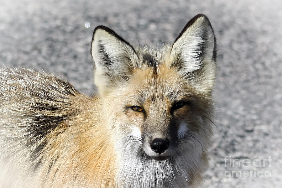 Fox Photograph by Teresa Zieba