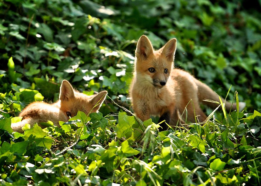 Foxes in the ivy Photograph by Matt MacMillan