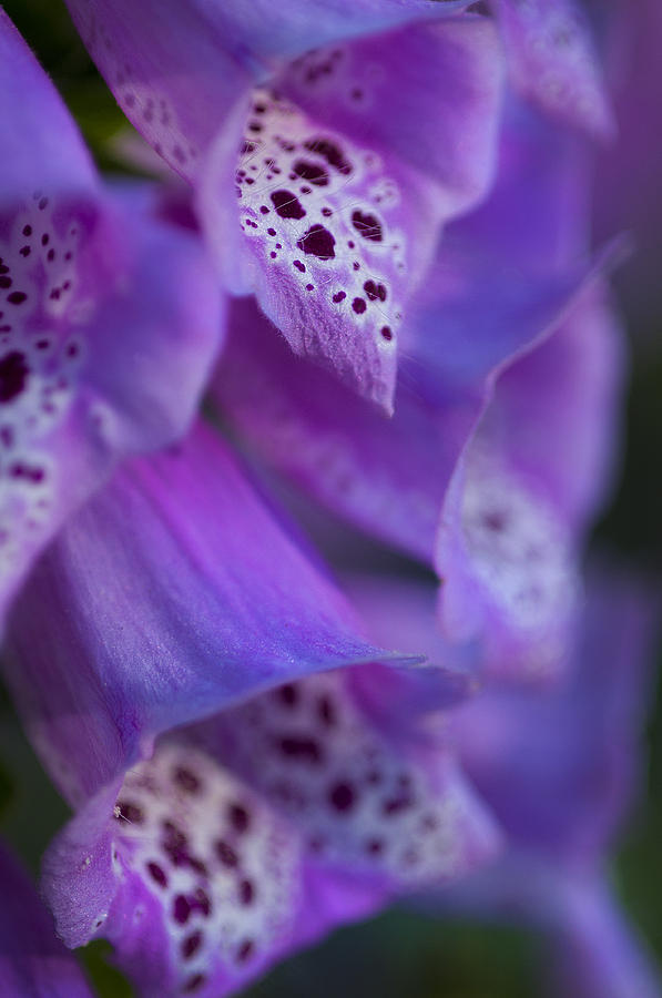 Flower Photograph - Foxglove detail by Scott Rogers