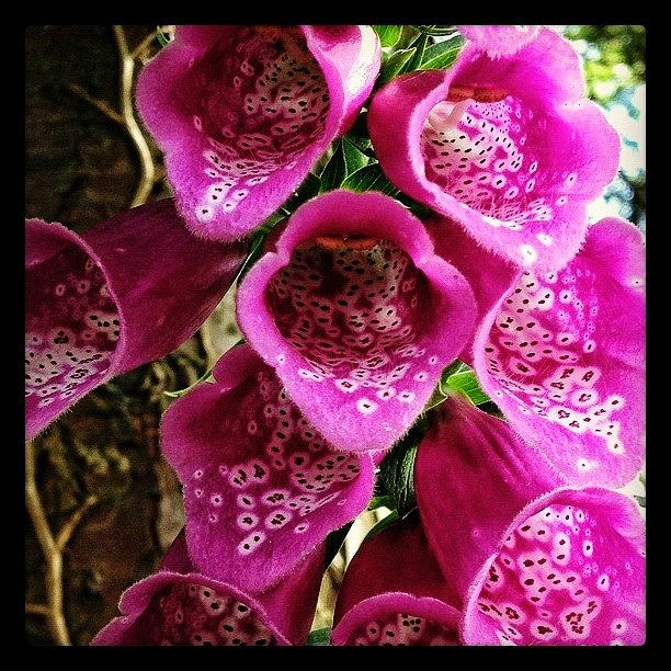 Flowers Still Life Photograph - #foxglove #digitalispurpurea #digitalis by Miss Wilkinson