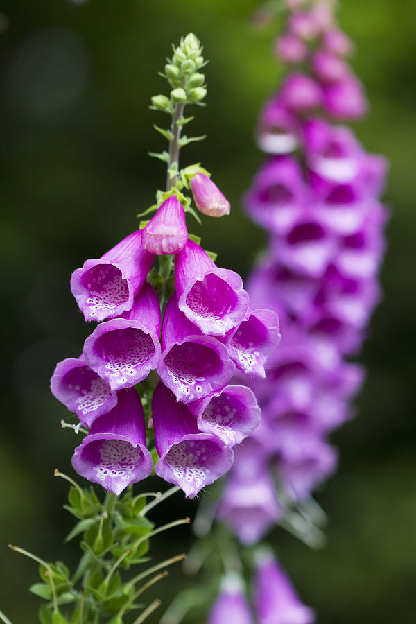 Foxglove In All Its Glory Photograph by Kathy Clark