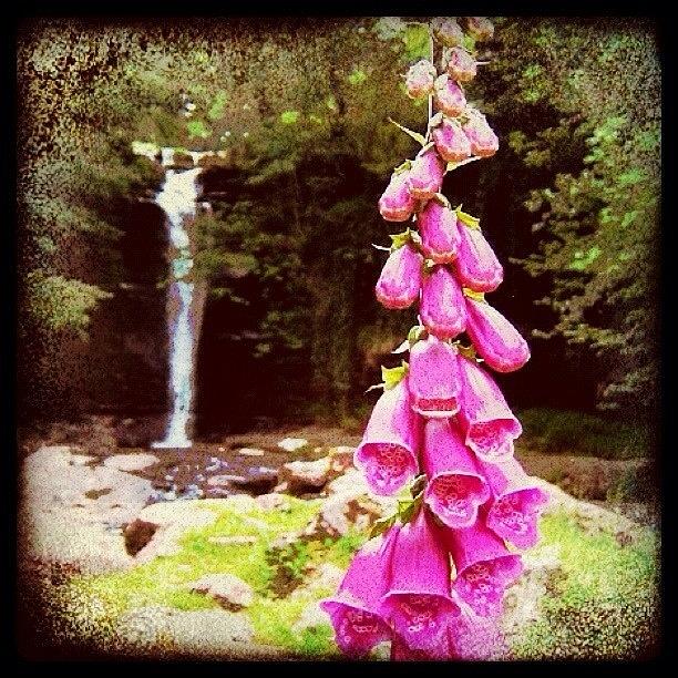 Nature Photograph - Foxglove by Mark B Nature Photograph - Foxglove by Mark B