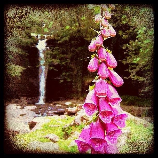 Nature Photograph - Foxglove by Mark B