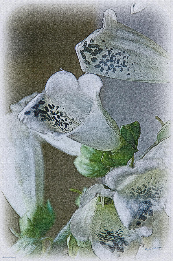Foxglove Photograph by Mick Anderson