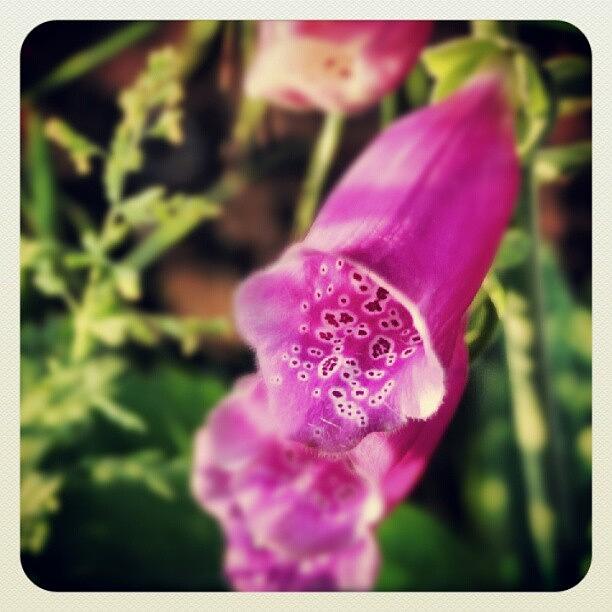 Pink Photograph - Foxglove #wildflowers #pink #yorkshire by Pete Carr