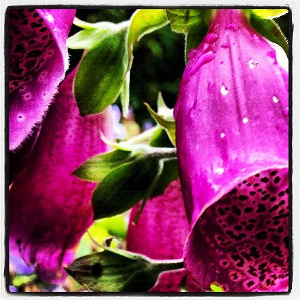 Nature Photograph - #foxgloves Are Where The Bees Hide From by Fay Pead