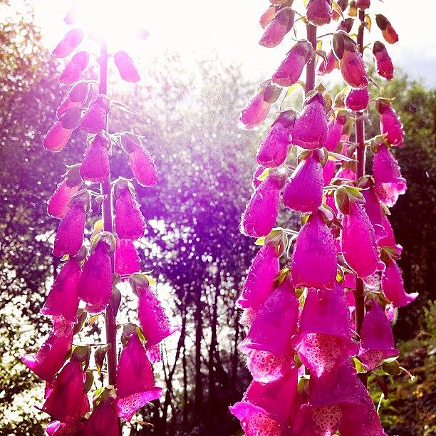 Flower Photograph - Foxgloves #outtodry by Rory Tucker