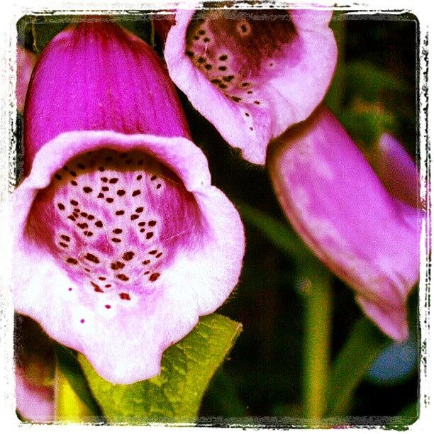 Flowers Still Life Photograph - Foxglove...take 2! by Carla From Central Va  Usa