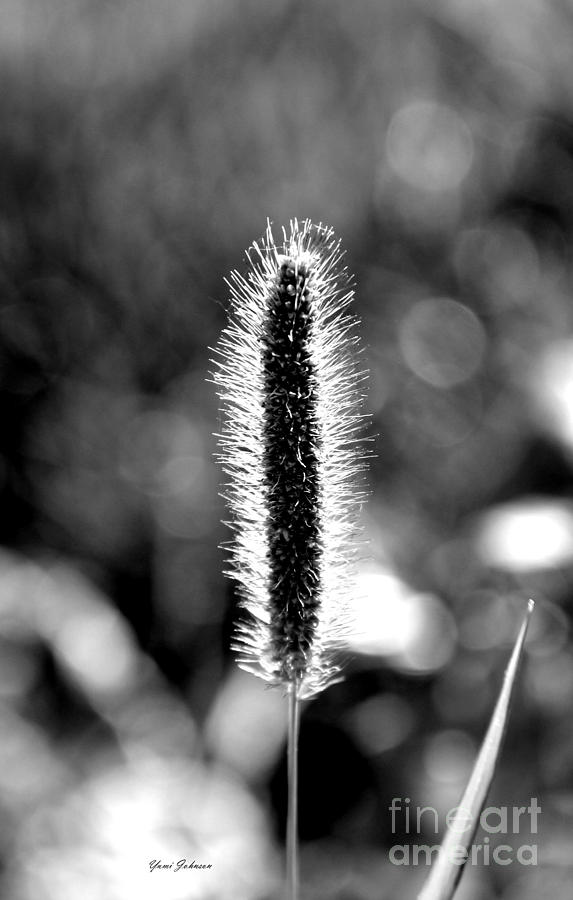 Foxtail in black and white Photograph by Yumi Johnson