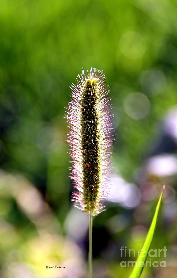 Foxtail on the morning sun Photograph by Yumi Johnson