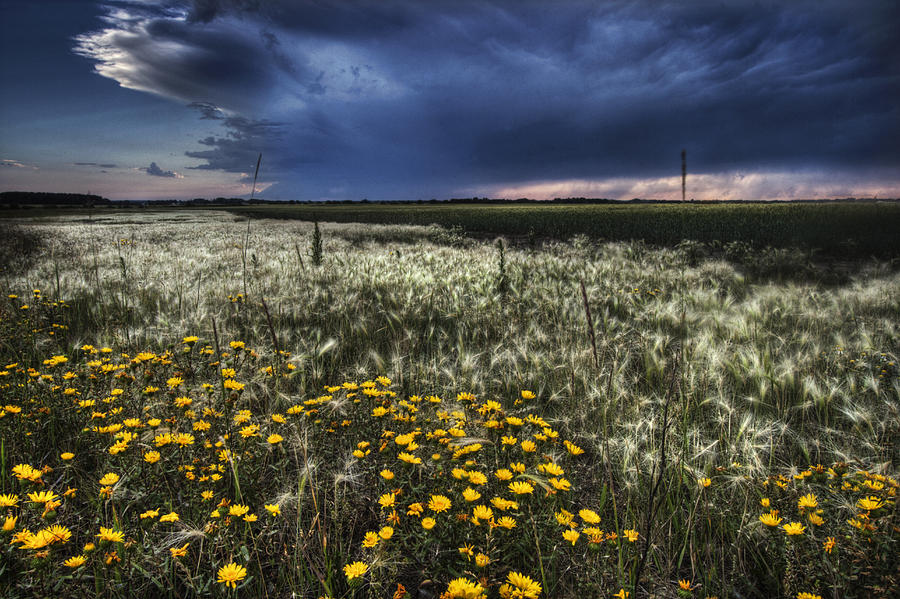 Foxtails And Wildflowers On The Edge Photograph by Dan Jurak