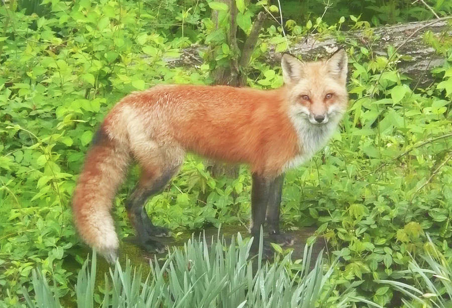 Fox Photograph - Foxy by Becky Lodes