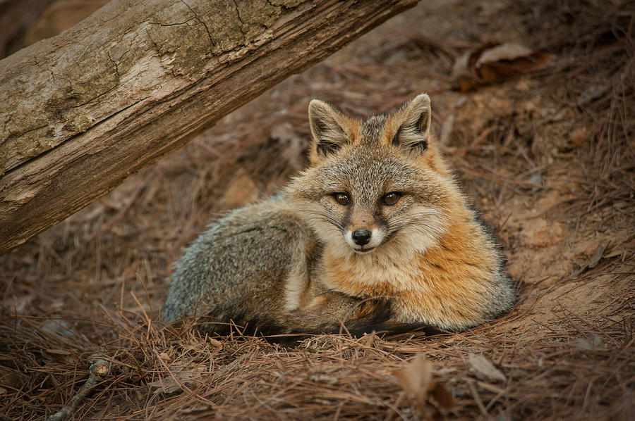 Foxy  Photograph by Joye Ardyn Durham