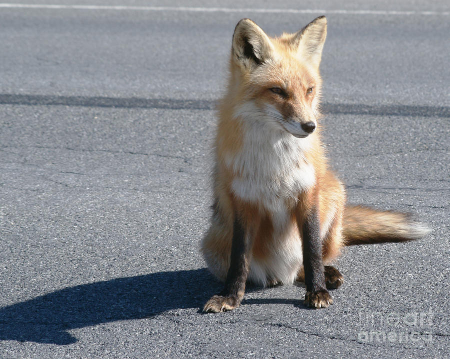 Fox Photograph - Foxy Lady In The Sun by Kathy Flugrath Hicks