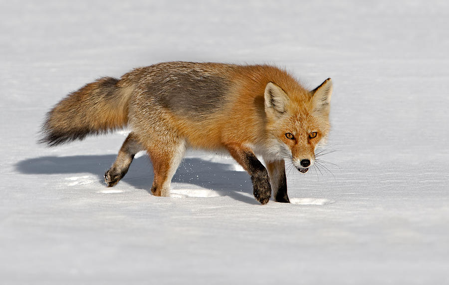 Foxy Lady Photograph by Susan Candelario