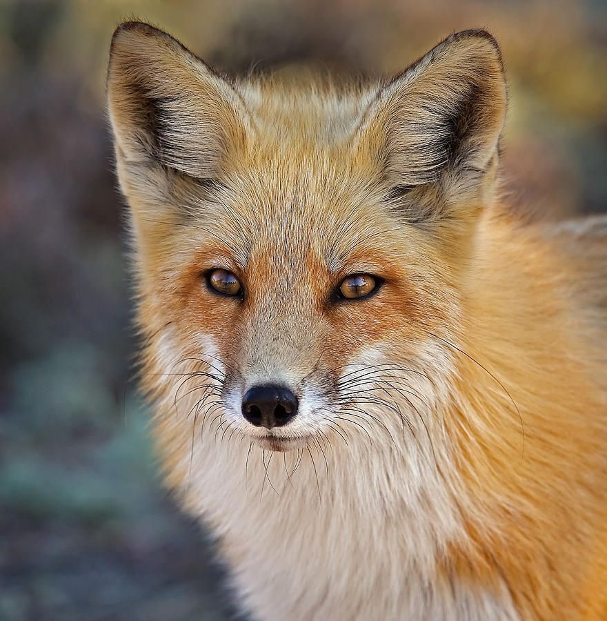 Fox Photograph - Foxy by Susan Candelario