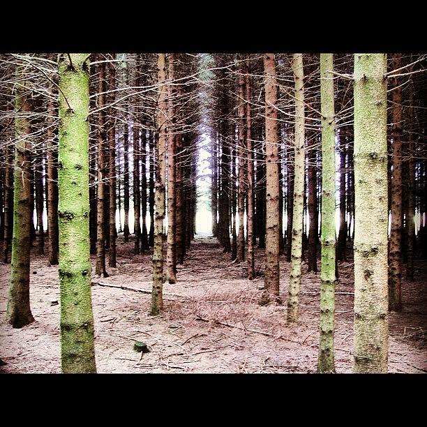 Tree Photograph - Foy Belgium #101ab #wwii #trees #forest by Brad James
