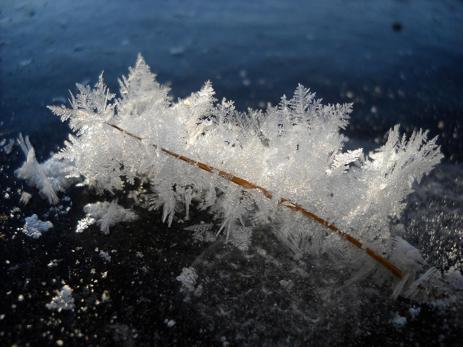 Fractal Frosty Ice Crystals Photograph by Kent Lorentzen