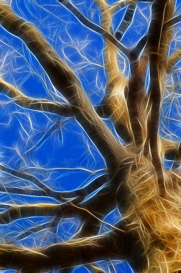Fractal Tree Photograph by Cathy Kovarik