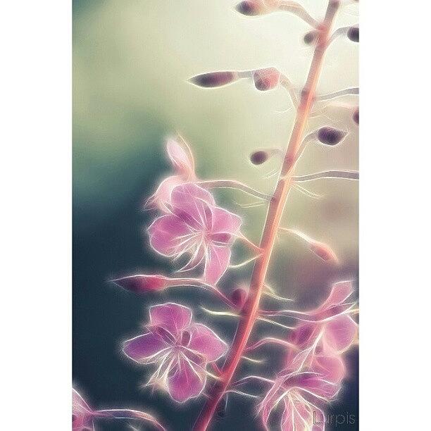 Nature Photograph - Fractalius II #iphonesia #instagood by Robin Hedberg
