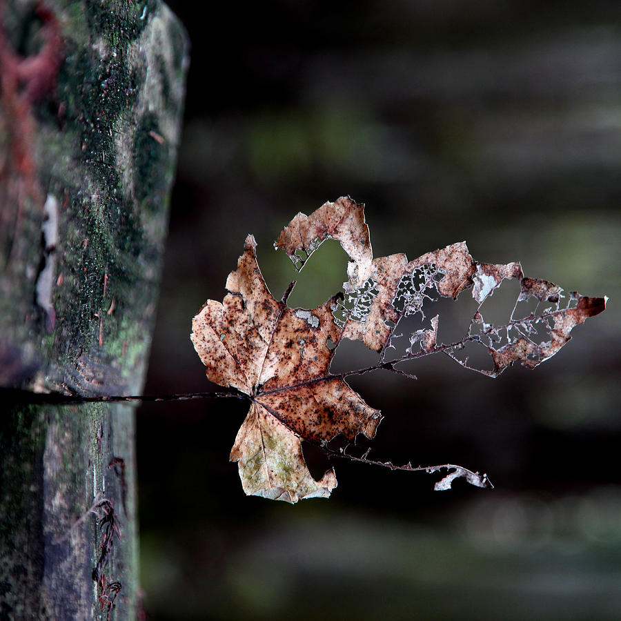 Fractured Leaf  Photograph by Joseph G Holland
