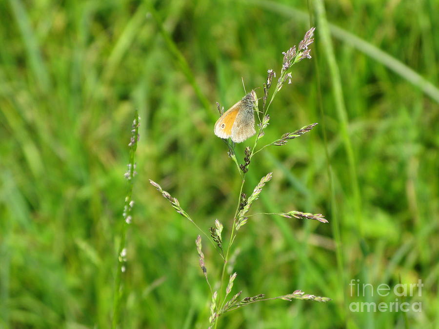 Butterfly Photograph - Fragile Beauty #01 by Ausra Huntington nee Paulauskaite