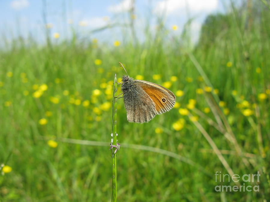 Butterfly Photograph - Fragile Beauty #02 by Ausra Huntington nee Paulauskaite