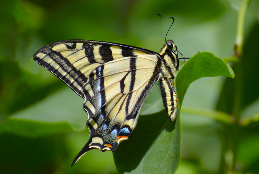 Fragile Beauty Photograph by Loree Johnson - Fine Art America